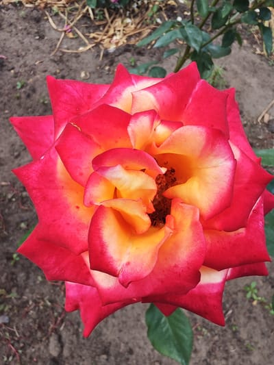 A close-up, top-down shot captures a bi-colored rose in bloom. The outer petals are a deep crimson, transitioning to a vibrant orange and yellow towards the center. The rose is positioned in the foreground, with its petals unfurling to reveal the intricate details of its inner structure. In the background, the earthy tones of soil and a few green leaves suggest an outdoor garden setting. The soil appears dry and somewhat barren, with sparse dry plant matter scattered across it. The overall lighting is natural and diffused, highlighting the textures and gradients of the rose's petals. There is no indication of the specific location being Krutinskiy, Russia within the image itself.