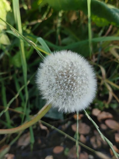 This media file is a close-up, portrait-oriented photograph of a dandelion seed head. The dandelion is the primary subject, positioned slightly off-center to the right. It is fully bloomed into its fluffy, white, spherical seed stage, with individual seeds radiating outwards. The background is softly blurred, creating a shallow depth of field that emphasizes the dandelion.

The setting appears to be outdoors, in a natural environment, likely a grassy area. Hints of greenery from grass blades and larger leaves are visible, some out of focus. The colors are predominantly greens and browns, with the bright white of the dandelion providing a stark contrast. Some small, brown, pebble-like objects are scattered in the lower portion of the background, possibly indicating dry earth or small stones. A thin, curved stem, likely from the dandelion or a nearby plant, is visible in the lower left, supporting the seed head. Another thin, green stem or grass blade is visible extending across the foreground, partially obscuring the dandelion.

The lighting suggests it is daytime, likely with natural sunlight, casting a gentle illumination on the scene. There are no people or animals present. No text is visible in the image. The overall impression is one of nature's delicate beauty and the ephemeral stage of a dandelion's life cycle.