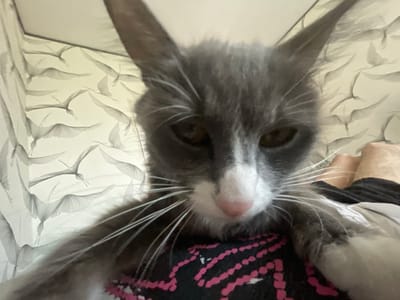 A close-up, low-angle shot shows a grey and white cat looking directly at the camera. The cat has large, pointed ears and long white whiskers. It is wearing a black shirt with a pink and white striped pattern. The background is a light-colored wall with a repeating pattern of stylized birds. The cat's head and shoulders fill most of the frame, with its body resting on the person taking the photo. No specific location in Nevzorovo, Russia can be determined from the image.