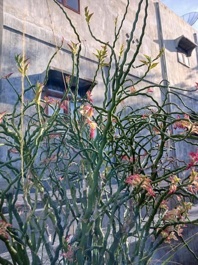 In Geudonggeudong, Indonesia, a densely branched, thorny succulent plant with a green, segmented stem and small pink-tinged leaves dominates the foreground of the image. The plant's intricate network of stems and branches is illuminated by sunlight, casting shadows. Behind the plant, a weathered, concrete building with small, dark-framed windows and a satellite dish is visible. The building's facade is textured and shows signs of age. The overall scene suggests an outdoor setting adjacent to a residential or utility structure, likely in a tropical or subtropical climate given the plant's appearance. The lighting indicates it is daytime, possibly late afternoon or early morning due to the angle of the sunlight.
