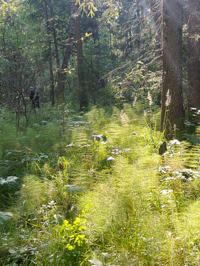 The image shows a sun-dappled forest floor in Berezovskii, Russia. Tall trees with rough bark dominate the background, their branches interlaced with foliage. Sunlight streams through the canopy, casting long, luminous shadows across a dense carpet of green vegetation. Horsetail plants, characterized by their feathery fronds, are particularly prominent, creating a textured undergrowth. In the middle ground, a person wearing dark clothing and a hat can be seen partially obscured by the trees and vegetation, suggesting they are walking through the forest. The scene conveys a sense of natural tranquility and the vibrant life of a forest ecosystem.