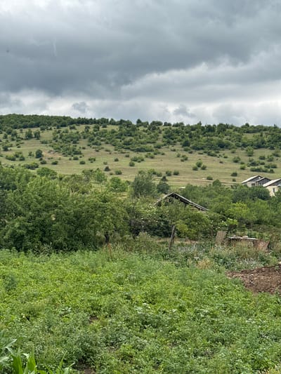 The image depicts a rural landscape under a heavily clouded sky. The foreground is dominated by a field of lush green plants, possibly crops or weeds. To the right of this field, a patch of dark, disturbed soil is visible. In the middle ground, a dense cluster of trees and foliage obscures a dilapidated wooden structure with a partially collapsed roof. Further back, two modern houses with light-colored walls and dark roofs are nestled amongst more trees. The background consists of a rolling hill covered in a scattered pattern of green bushes and trees, with the slope ascending towards the horizon. The overall scene suggests a somewhat unkempt and rustic environment, likely in a rural area of Georgia, given the prompt's mention of Tandzia. There are no people or animals visible in the image. The lighting is subdued due to the overcast conditions.