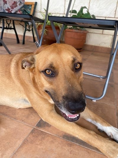A medium shot shows a tan dog lying on its back on a tiled floor, with its paws extended upwards. The dog has dark fur around its eyes and nose, and its mouth is open, revealing its teeth and pink tongue. It appears to be a sunny day, as indicated by the bright lighting and shadows. The background includes a metal chair, a potted plant, and a tiled patio area. The dog's fur is slightly ruffled, and it seems relaxed and happy. The overall impression is one of a pet enjoying the outdoors in a warm climate. The image is taken from a high angle, looking down at the dog. The setting suggests a backyard or patio area in a residential area. The dog is the sole subject of the image.