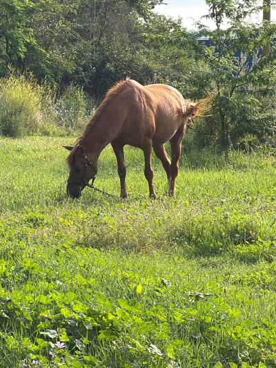 A brown horse is grazing in a field of green grass. The horse is wearing a bridle and a lead rope. In the background, there are trees and a building with a blue roof. The scene is illuminated by sunlight. The location is identified as Kaolinovo, Bulgaria.