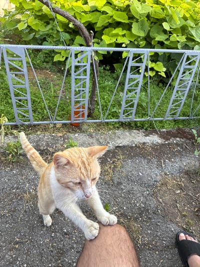 An orange and white tabby cat with a striped tail is on a gravel path, reaching up with its front paws to touch a human leg. The cat's eyes are partially closed, and it appears to be looking down. Behind the cat is a grey metal fence, and beyond the fence is lush green foliage. To the right of the cat, a person's foot wearing a black sandal is visible on the gravel. The location is stated to be the city of Kozlovets, Bulgaria.