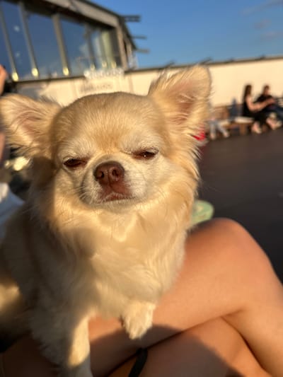 A close-up, slightly tilted shot focuses on a light-colored chihuahua dog resting on someone's lap. The dog has long, fluffy fur and a dark nose. Its eyes are mostly closed, giving it a relaxed or sleepy appearance. The person's legs, clad in light-colored shorts, are visible beneath the dog, along with a small portion of a black garment. In the background, out of focus, is a building with glass windows, suggesting an outdoor setting, possibly a patio or balcony. The sky is a clear blue, and the warm lighting indicates it is likely late afternoon or early evening, with the golden hour casting a soft glow. The overall mood is tranquil and intimate, highlighting the bond between the person and their pet. No visible text is present in the image.