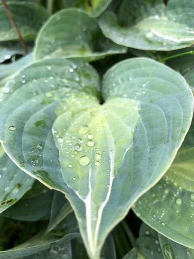 The image shows a close-up view of several large, heart-shaped green leaves, likely from a hosta plant. The leaves are wet, with numerous small water droplets scattered across their surfaces, suggesting recent rainfall or dew. The veins of the leaves are clearly visible, and there are variations in the green coloration, with some areas appearing lighter green or yellowish, especially towards the center of the main leaf in focus. The background is composed of other similar leaves, creating a soft, out-of-focus effect. There are no people, animals, or man-made structures visible. The image appears to have been taken outdoors, likely in a garden or natural setting. There is no information within the image to suggest its location in Svirstroy, Russia.