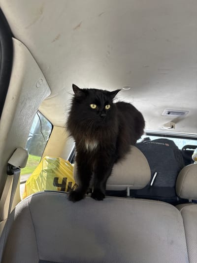 A fluffy black cat with yellow eyes is perched on the headrest of a car seat, facing the camera. The cat is in the backseat of the vehicle, which appears to be parked or moving slowly, as indicated by the outdoor scenery visible through the windows. The interior of the car is visible, including car seats, headrests, a ceiling light, and the sun visor. There are also bags in the backseat, including a bright yellow bag. The car's ceiling has some light brown smudges. The exterior scenery shows green grass and trees, suggesting a rural or suburban environment. There is no specific information about the location being in the city of Novoye, Russia.