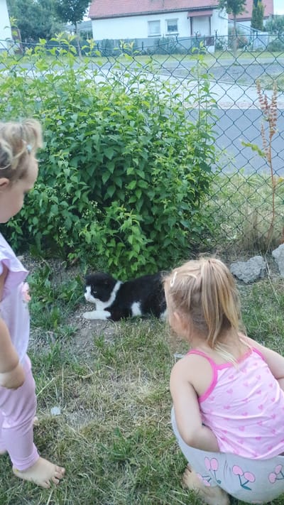Two young children, one standing and one crouching, observe a black and white cat that is lying on the ground. The standing child is partially visible, wearing a light pink dress and pink leggings, with their left foot bare. The crouching child, with blonde hair in a ponytail, is wearing a pink tank top with a heart pattern and light grey leggings with a cherry print, also with bare feet. The cat is facing left, with its head turned towards the children. The scene takes place outdoors, with green foliage behind the cat and a wire fence in the background. A white building with a red roof is visible beyond the fence, suggesting a residential area. The ground is covered with grass and dirt. This appears to be a residential garden in Sokolov, Czechia.