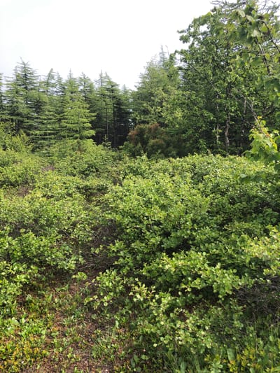 The image shows a dense, low-lying thicket of green bushes in the foreground. Behind the bushes, a line of tall coniferous trees forms a backdrop. Further back, some deciduous trees with broad leaves are visible. The sky above is overcast and white. The scene appears to be a natural landscape, possibly a forest edge or a clearing. There are no people or man-made structures visible in the image. The location is identified as the city of Ola, Russia.