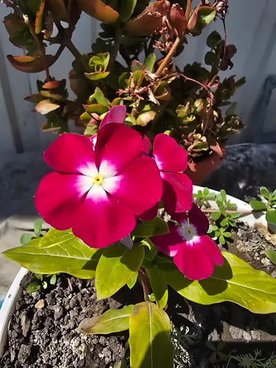 A close-up, eye-level shot showcases a vibrant, fuchsia-colored flower with a white and yellow center, its petals slightly ruffled. The flower is in focus, with its delicate stamens and pistil visible. Behind the primary flower, another, smaller bloom of the same variety is partially visible. The foreground is dominated by lush, green leaves, some of which have yellowing edges, suggesting they are aging or may be experiencing slight stress. The soil in the white planter is dark and crumbly, with a few small stones scattered throughout. In the background, a succulent plant with thick, fleshy leaves in shades of green and reddish-brown is out of focus, its stems reaching upwards. The lighting suggests a bright, sunny day, casting subtle shadows on the leaves and soil. The scene is set in an outdoor environment, possibly a garden or patio, in Serebriansk, Kazakhstan.