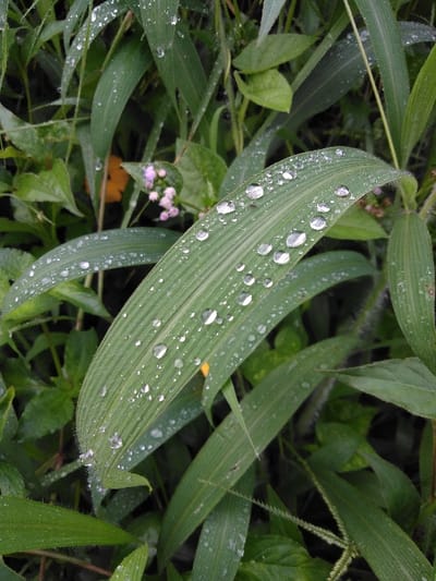 The image depicts a close-up view of wet vegetation in the city of Chan-Nua, Laos. The central subject is a broad, vibrant green leaf, likely a grass blade, oriented diagonally from the lower left to the upper right. This leaf exhibits prominent parallel venation and is covered with numerous clear, spherical water droplets of varying sizes, reflecting ambient light. Surrounding this central leaf are additional green leaves and plant stalks, some also displaying smaller water droplets. In the mid-left background, a cluster of small, light pink or lavender flowers is partially visible among the foliage. A faint hint of yellow is discernible in the deeper background. The scene suggests a natural outdoor environment, likely shortly after rainfall or in the presence of heavy dew. No human subjects or man-made objects are present.