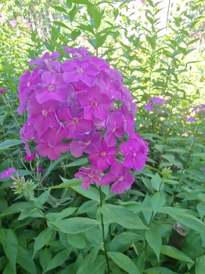 A cluster of bright purple phlox flowers dominates the foreground of this outdoor image. The flowers are in full bloom, with five petals each, and some have a lighter pinkish hue towards their centers. They are arranged in a rounded cluster, with individual stems visible supporting the blossoms. In the background, lush green foliage creates a soft, blurred backdrop. Some of these leaves are broad and ovate, while others are narrower and lance-shaped. Scattered among the green leaves are hints of other small purple flowers, some appearing as buds and others as individual blooms, suggesting a garden setting. To the left of the image, a blurry white picket fence can be seen peeking through the greenery, and further in the background, sunlight filters through the leaves, creating a bright, dappled effect. A small piece of dark, textured wood, possibly a broken branch, is visible among the leaves on the right side of the frame. The overall impression is one of a sunny day in a garden, with a focus on the vibrant colors of the flowers. There is no visible text in the image.