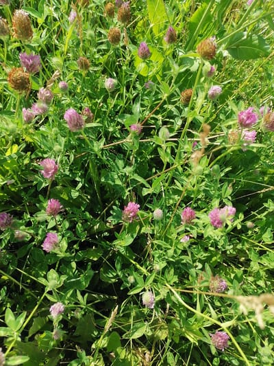 This image shows a close-up view of a patch of green foliage with several pinkish-purple clover flowers and some brown, dried flower heads. The clover flowers are spherical in shape, with many small petals. The leaves of the clover are trifoliate. The background consists of more green leaves and grass, with some dry stalks of grass interspersed. The lighting suggests it is a sunny day. The scene depicts a natural environment, likely a meadow or roadside, in Lobkovo, Russia. There are no people or animals visible in the image.