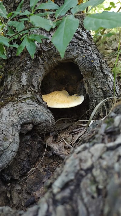 A pale, bulbous mushroom grows inside a hollowed-out tree trunk, bathed in a soft, natural light. The mushroom's surface is speckled with dark dots, and it has an irregular, somewhat curved shape, tapering to a rounded top. The tree trunk is rough and textured, with deep crevices and a dark, weathered bark. Green leaves sprout from the left side of the trunk, providing a contrast to the earthy tones of the wood and mushroom. The background is blurred, suggesting a natural, outdoor setting, possibly a forest or wooded area in Mikhaylovka, Russia. The lighting indicates it could be daytime, with the light filtering through the leaves and illuminating the mushroom within the dark cavity. There are also scattered dry leaves and twigs around the trunk, further reinforcing the natural environment. No people or text are visible in the image.