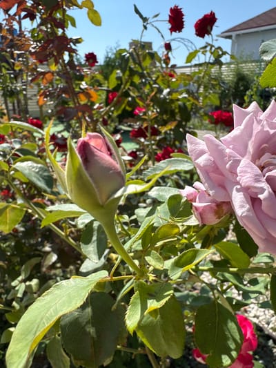 A close-up, eye-level, outdoor shot captures a pink rose bud in the foreground, its petals tightly furled. To its right, a partially bloomed pale pink rose is visible, its delicate petals catching the sunlight. The background is filled with lush green rose bushes, some bearing bright red blooms, interspersed with the shadows of leaves. In the distance, a white house with a brown roof and a fence can be seen under a clear blue sky. The image appears to be taken in a garden setting, possibly in the village of Uyutnoye, Ukraine.