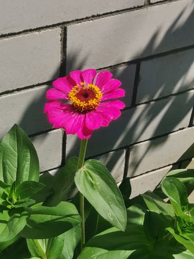 A bright pink zinnia flower with a yellow center is in full bloom, its petals fanned out against a gray brick wall. The wall has horizontal lines indicating brickwork, and shadows of leaves cast diagonal patterns across its surface, suggesting it is daytime and there is foliage nearby. The flower is positioned slightly to the left of the frame, with its stem and green leaves visible at the bottom and left. The overall impression is one of a sunny garden scene. This image was taken in Kubina, Russia.