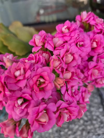 This image is a close-up, slightly overhead shot of a cluster of bright pink flowers, possibly Kalanchoe, with some blurred green foliage in the background. The flowers are tightly packed and have multiple layers of petals. The background shows a grey, pebbled surface that appears to be a sidewalk or patio. A blurred hint of a building structure with windows is visible further in the background. The image does not contain any discernible features that would allow for specific location identification within Łubniany, Poland.
