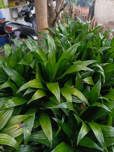 The image captures a dense arrangement of lush green plants with lanceolate leaves in the foreground, indicating a cultivated or managed green space. In the midground left, a black motorcycle or scooter with a prominent red taillight is partially visible, positioned behind which a person wearing a blue shirt is indistinctly seated. Centrally, a light brown wooden utility pole or tree trunk stands, flanked by a smaller, bare tree or branch to its right. The background features a rustic wooden fence constructed from vertical planks, behind which parts of a building with a reddish-brown tiled roof and a light-colored wall are visible. This scene is situated in an outdoor urban or semi-urban environment within the city of São Félix do Xingu, Brazil.