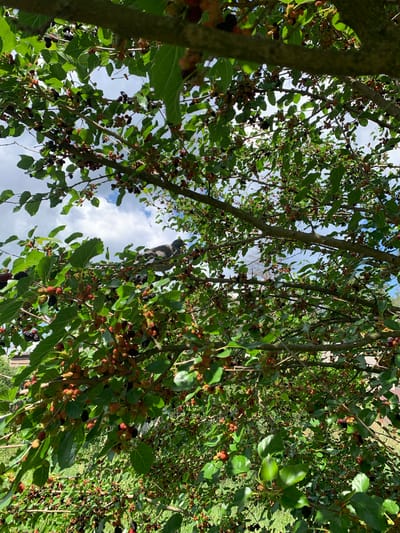 The image shows a close-up view of a mulberry tree laden with ripe and ripening mulberries, predominantly in shades of red, black, and dark purple. The leaves of the tree are green, with some showing signs of yellowing. Sunlight filters through the branches, creating dappled light and shadows. In the background, parts of a building or fence and green grass are visible. The sky, with scattered white clouds, is visible through the canopy. A bird, possibly a pigeon, is perched on a branch in the middle-right of the image, facing left. The scene is an outdoor environment, consistent with a garden or yard in Pokotylivka, Ukraine, during the harvesting season for mulberries.