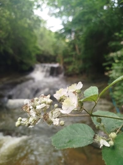 A close-up, slightly angled shot focuses on a cluster of delicate white flowers in the foreground. These flowers have multiple petals and prominent yellow stamens, with some appearing wilted and dried. They are attached to a thorny branch with green leaves. In the background, a blurred waterfall cascades down rocks, surrounded by lush green foliage. The water appears murky and fast-flowing. The overall impression is one of natural beauty and a tranquil, riparian environment. The location is identified as being in the city of Bayan, Azerbaijan.