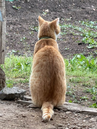 The image, taken from a slightly elevated perspective, shows an orange (ginger) cat from behind, looking forward and away from the viewer. The cat has a fluffy tail with lighter rings at the end and is wearing a thin, dark green collar.
The setting is outdoors, featuring a mixed terrain. To the left side of the frame, the ground is dark, disturbed soil, possibly a garden bed, with sparse green sprouts. To the right, the ground transitions to a lighter, gravelly surface interspersed with small stones and larger, irregular rocks or concrete blocks. A weathered wooden beam or plank runs along this gravelly area. Patches of vibrant green weeds and grass grow between the different ground textures, particularly in the middle ground.
The lighting indicates daylight, likely an overcast day given the soft, even illumination and absence of strong shadows. The cat appears to be observing its surroundings or simply resting. The scene suggests a rustic, natural environment, possibly a garden or yard in a rural area. No visible text is present.
