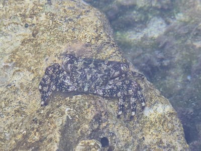 The image shows a crab on a rocky surface near the water. The crab has a mottled, patterned shell in shades of gray, black, and white. Its legs are also patterned and appear to be grasping the rock. The rock itself is textured and appears to be covered in small organisms or algae, with colors ranging from tan to brown. The background is blurred and suggests shallow water with submerged vegetation or sediment. The lighting indicates it is daytime, with light filtering through the water. This appears to be a natural setting, likely a tide pool or shallow coastal area. No people, text, or specific event are visible. The overall impression is one of a marine environment and its inhabitant. The location is identified as Leporano, Italy.