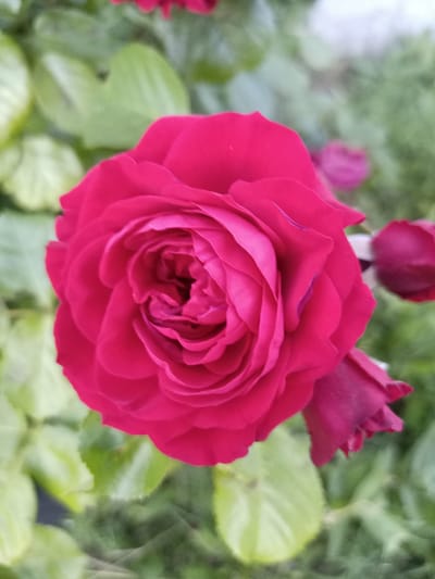 A close-up, vertical, high-angle shot features a vibrant pink rose in full bloom. The rose's petals are tightly furled towards the center, creating a rich, layered texture. Several unopened rose buds are visible in the background, one to the right and another slightly to the left, also in shades of pink and deep magenta. The background consists of blurred green foliage, with some lighter green leaves in the foreground suggesting a garden setting. The image is devoid of human presence and any discernible urban or natural landmarks of Blizhnii Khutor, Moldova, beyond the general context of a floral environment. The lighting appears to be natural daylight, with no artificial illumination.
