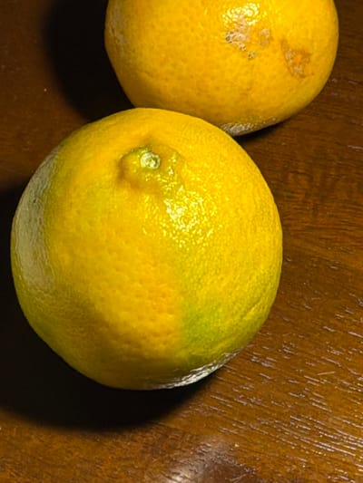 The image displays two yellow-green citrus fruits, likely lemons or limes, resting on a dark wooden surface. The fruit on the left is partially visible, showing a textured, bumpy skin with several irregular, lighter-colored blemishes or rough patches. The fruit on the right is more centrally placed and fully visible, exhibiting a variegated yellow and greenish hue. Its skin is similarly textured, with a prominent, lighter-colored stem scar or navel-like indentation at the top. Both fruits have a subtle, light-colored powdery residue along their bottom edges, where they meet the surface.
The background consists of a dark brown wooden surface, possibly a table or countertop, with a distinct, linear grain pattern visible across it. The lighting creates highlights on the fruit skins, emphasizing their texture, and casts soft shadows beneath them. No people or activities are depicted. There is no visible text in the image. The setting appears to be indoors, likely in a domestic environment.