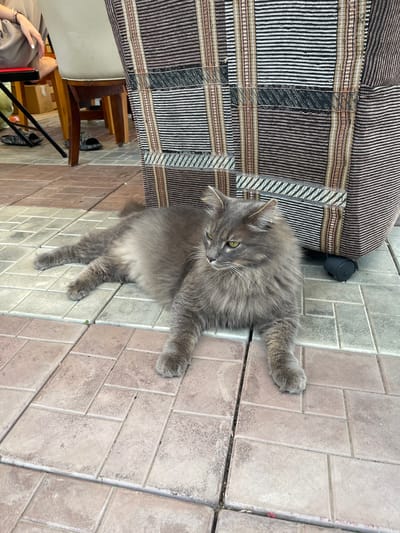A long-haired grey cat with yellow eyes lies on a tiled patio, looking to the left. The cat is positioned in front of a large, wheeled piece of luggage with a striped fabric covering. In the background, a person is partially visible, sitting on a chair and wearing loose-fitting tan clothing. The patio is paved with rectangular tiles of varying colors, including reddish-brown and light grey.
