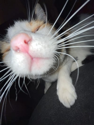 A close-up, low-angle shot focuses on a calico cat's face. The cat's nose is prominently displayed in the center, pink and slightly shiny. Many white whiskers radiate outwards from its face. One paw is visible in the upper right corner of the image, appearing white. The background is mostly dark and indistinct, possibly a dark-colored piece of furniture. The location is not discernible from the image.