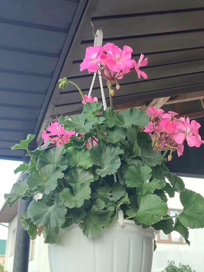 A close-up, low-angle shot captures a hanging white pot filled with bright pink geraniums and lush green foliage. The pot is suspended from a dark wooden overhang. The geraniums are in full bloom, with clusters of delicate pink petals and some buds yet to open. The leaves are large, rounded, and deeply lobed, with slightly serrated edges. The background is blurred, showing hints of a building with a window and possibly other greenery, suggesting an outdoor setting. This scene is located in Velykyi Zhytyn, Ukraine, on a partially overcast day.