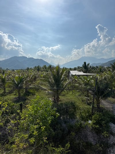 The image shows a wide view of a coconut plantation with mountains in the background, under a partly cloudy sky. The plantation stretches across the middle ground, with rows of coconut trees. In the center of the plantation, a small, simple building with a corrugated metal roof is visible. The foreground features dense green foliage and some rocky terrain with a metal fence. The scene is set in Van Hung, Vietnam, characterized by its tropical climate and agricultural landscape. There are no people visible in the image. The sunlight creates dappled shadows among the trees, indicating it is likely daytime.