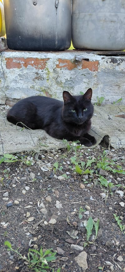 A black cat with green eyes is lying down on a rough, textured surface with some green plants and small stones scattered around it. In the background, there is a weathered brick wall and two large, metallic containers, possibly pots or barrels. The scene appears to be outdoors, in an area that looks like a yard or a less-maintained outdoor space. The lighting suggests it is daytime.
