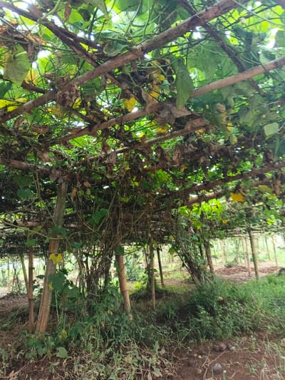 A bamboo structure supports dense vegetation, possibly a vine crop, creating a shaded canopy. Green leaves dominate, with some yellowing or dried foliage interspersed. The structure is built in rows, extending into the distance, suggesting an agricultural setting. Ground level vegetation and exposed soil are visible beneath the structure. The lighting is soft and diffused, creating a natural, overgrown atmosphere.