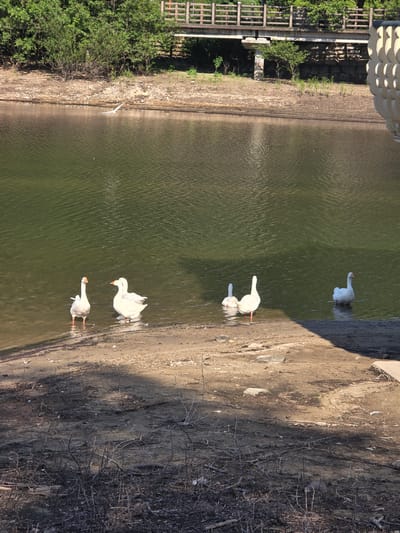 In Gumi-si, South Korea, a body of water, possibly a reservoir, reflects a green hue under a bright sky. The water's edge is a mixture of sand and debris, with dry reeds and branches scattered along the bank. Five white geese are present: two stand near the shore, one facing left with its neck extended, and another to its right, with two more geese huddled together behind it. Further to the right, a fifth goose stands alone in the water, facing the shore. In the background, a wooden bridge spans across the water, supported by concrete pillars. Lush green trees line the far bank, creating a dense forest. The water's surface is rippled, suggesting a gentle breeze.