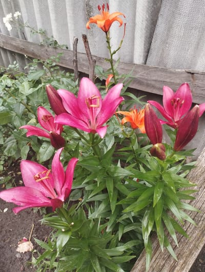 In a garden setting in Lebedyn, Ukraine, a cluster of lilies is in bloom. The foreground is dominated by several vibrant pink lilies, some fully opened and others in bud. Their petals are elongated and slightly recurved, showcasing prominent stamens with orange pollen. Behind these, a few bright orange lilies offer a contrasting color, their trumpet-shaped flowers reaching upwards. The lilies are nestled amongst lush green foliage, some leaves appearing wet. In the background, a weathered wooden fence runs horizontally, partially obscured by the plants. Beyond the fence, a grey, corrugated surface, likely roofing material, forms a backdrop. A single dried, light-colored leaf lies on the dark soil in the lower left quadrant of the image. The overall impression is that of a natural, outdoor environment.