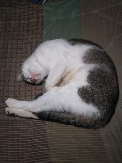 One domestic short-haired cat, primarily white with irregular dark grey tabby patches, is observed sleeping in a tightly curled position on a patterned textile surface. The cat's head is tilted upwards, revealing a pink nose and closed eyes. Its front paws are tucked beneath its chest, and its rear paws are crossed, displaying white fur and dark paw pads. The supporting surface consists of two distinct textile patterns: a dark brown section with a light brown interlocking circular geometric design, and a lighter brown section with horizontal olive green stripes. A crumpled dark green fabric is visible in the upper right background. No human subjects are present, and no interactions are occurring. The environment appears to be an indoor setting. The specific location within the city of Yellowknife, Canada, cannot be determined from the visual evidence.