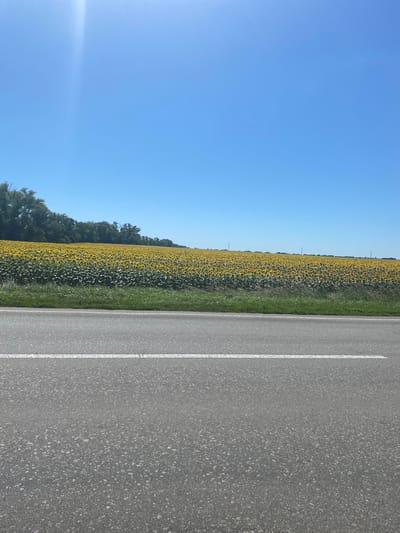 The image depicts a bright, sunny day in Myrne, Ukraine. In the foreground, a paved road with a white lane marker runs horizontally across the frame. Beyond the road, a vast field of sunflowers stretches into the distance, their yellow petals creating a vibrant carpet. The field is bordered by a line of lush green trees and foliage. The sky above is a clear, brilliant blue, with a hint of sunlight glinting from the upper left corner. No people or animals are visible in the scene. The overall impression is one of a serene rural landscape under a perfect summer sky.