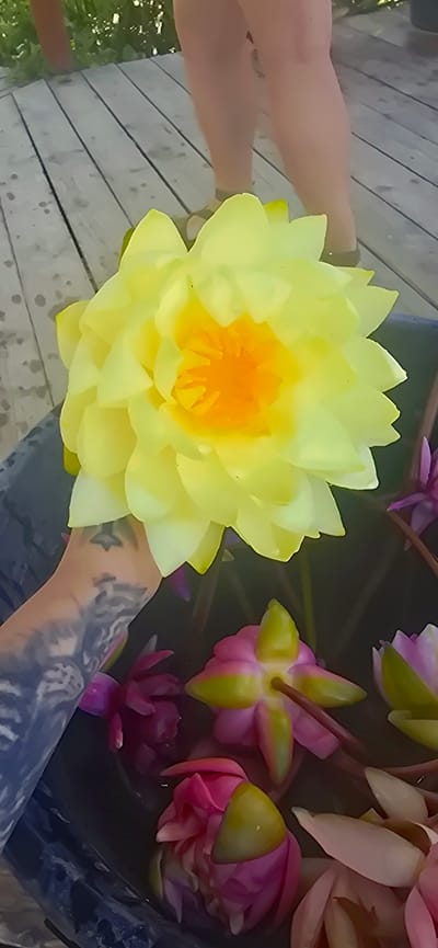 A hand with tattoos is holding a large, yellow water lily with an orange center, above a dark container filled with water and other water lilies. The container is on a wooden deck, and in the background, two people's legs are visible, one wearing sandals. The overall setting appears to be outdoors, possibly a garden or patio, in Bardar, Moldova.
