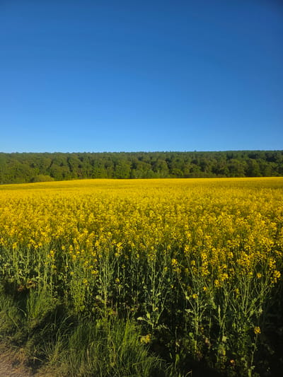 A vibrant vertical photograph, taken in Görgeshausen, Germany, captures a scenic rural landscape under clear skies. The left portion of the image is dominated by a bright, cloudless blue sky. A dense, dark green forest stretches vertically through the middle section of the frame, forming a distinct horizontal band between the sky and the flowering field. To the right of the forest line, a vast field of brilliant yellow flowers, characteristic of canola or rapeseed, extends across the entire right half of the image. The field is densely covered with blossoms, creating a striking contrast with the deep green of the trees and the azure sky. In the immediate bottom right corner, darker green grasses and foliage are visible, suggesting the edge of the field or a bordering path. The scene is brightly lit by direct sunlight, indicating a clear day, likely late morning or early afternoon. No people, man-made objects, or discernible text are present in the photograph. The image conveys a sense of natural beauty and tranquility in a flourishing agricultural setting.
