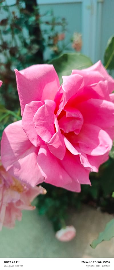 A close-up, high-angle shot focuses on the delicate pink petals of a rose in bloom. The petals are soft and layered, with subtle variations in light and shadow highlighting their texture. The background is softly blurred, featuring a muted green and teal palette, suggesting a garden setting. The overall impression is one of natural beauty and tranquility. The image does not provide any information about the city of Roghun, Tajikistan.