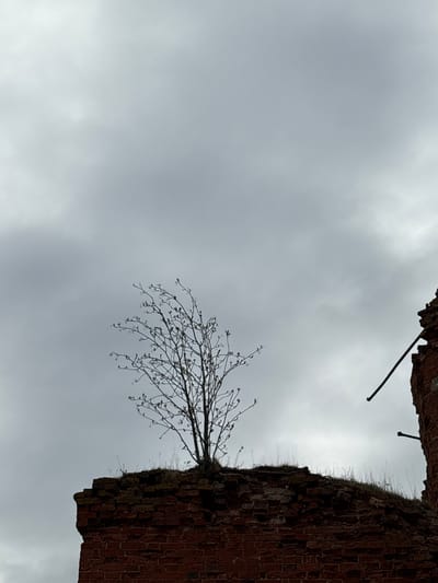 The image, correctly oriented, presents a stark and atmospheric scene dominated by a bare-branched tree growing from an old, decaying brick structure under an overcast sky. The tree, likely a large bush or sapling, shows nascent buds on its intricate network of branches, suggesting late winter or early spring. It appears to sprout directly from or alongside a reddish-brown brick wall, which exhibits signs of extensive ruin, with crumbling sections and small patches of grass or weeds growing from its top edge. Several dark, thin metal rods or rebar protrude from the broken brickwork in the upper section of the image.
The background is an expansive, uniformly grey, and cloudy sky, indicating an overcast day without direct sunlight, contributing to the somber and muted color palette of the photograph. There are no people visible, and no discernible activity other than the natural growth of the tree and the quiet decay of the man-made structure. The overall impression is one of nature's resilience and the passage of time. No visible text is present. The location context is Staroe Rakomo, Russia.