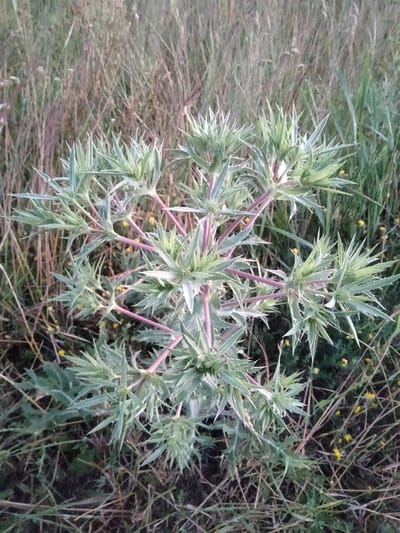 This media file shows a close-up, overhead view of a prickly plant with spiky, light green leaves and thin, reddish stems. The plant is the central subject, with its branches extending outwards in a radial pattern. The leaves are sharply pointed and appear to have white or light-colored edges. Small, yellow flowers are scattered throughout the foliage. The background consists of dry grasses and some darker green vegetation, suggesting a natural, possibly wild, setting. The overall impression is of a plant growing in a field or meadow.
The lighting suggests it might be late afternoon or early evening, as the light appears somewhat diffused and soft. There are no people or animals visible, and no text is present in the image. The scene appears to be outdoors, in a rural or natural environment, possibly in Ananiv, Ukraine, as indicated by the location context. The activity, if any, is simply the plant's growth and existence in its environment. The mood is natural and somewhat wild, focusing on the botanical subject.
