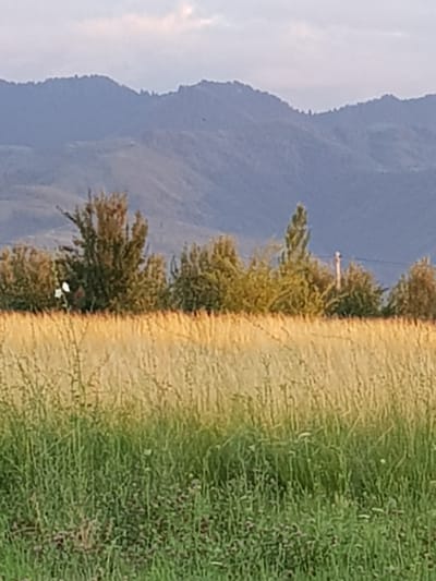 The image depicts a natural landscape with rolling hills and mountains in the background. In the foreground, there is a field of tall, dry grass, transitioning into a patch of shorter, green grass. Several trees are visible scattered across the middle ground. The sky is overcast with clouds. The scene appears to be located in a rural or semi-rural area, possibly the outskirts of Ақдала, Kazakhstan, given the geographical context. No people or specific actions are discernible in the image.