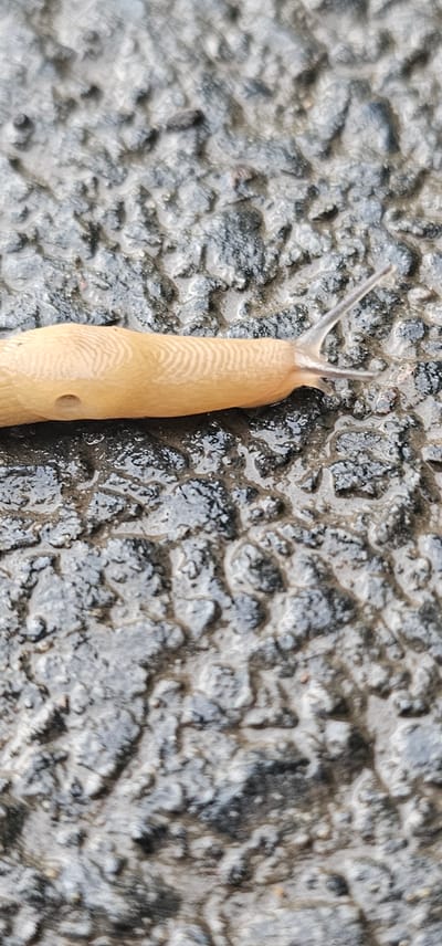 A light brown slug with faint, lighter-colored wavy lines on its back moves across a wet, textured surface. The slug is positioned vertically in the frame, with its head, which has two prominent tentacles extended upwards, towards the top left. A small, circular pore is visible on its right side. The surface beneath the slug appears to be dark and irregular, with patches of moisture creating reflective highlights. The texture suggests it could be asphalt or a similar rough material. The overall lighting indicates it might be daytime, possibly after rain, given the wetness of the surface. The scene is a close-up, focusing solely on the slug and its immediate surroundings, offering no wider context of the environment or location beyond its texture. There is no visible text.