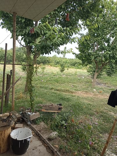 The image depicts an outdoor scene, likely a backyard or rural area, in Duztahiroba, Azerbaijan. The setting is overgrown with green grass and trees, suggesting a warm, possibly summer day. A wire fence runs across the middle ground, separating the foreground elements from a more distant, cultivated landscape.
In the foreground, there are several objects that suggest agricultural or DIY activity. A large black bucket, partially filled and splattered with white, sits on a paved surface. Next to it is a tree stump with what appears to be an axe or similar tool leaning against it. Further back, a collection of wood, bricks, and a wooden crate are piled haphazardly. A thin vine entwines a metal pole and climbs up a nearby tree. Overhead, part of a simple, patterned roof structure is visible, supported by a rusty metal pole, with a few red clothespins hanging from a wire.
In the background, beyond the fence, a few chickens are scattered across the grassy field. There are also several trees and bushes, forming a backdrop of dense greenery, with more cultivated land or orchards visible in the distance. The overall atmosphere is one of a simple, rustic environment, possibly a working farm or homestead. No people are visible in the image. The lighting suggests it is daytime, and the abundance of green foliage indicates fair weather.