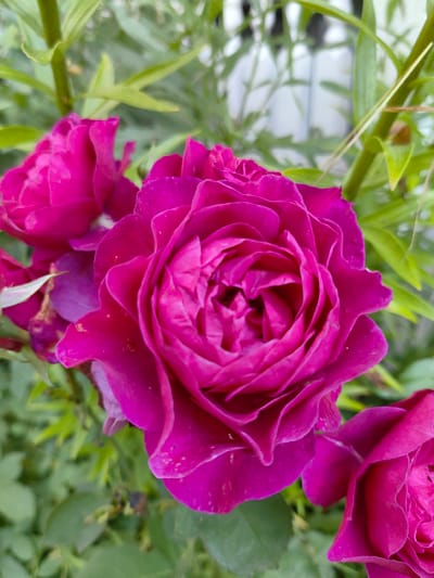 A close-up, vertical, eye-level shot captures a cluster of vibrant fuchsia roses against a blurred green background. The focus is on the largest rose in the center, its tightly packed petals unfurling to reveal a deep, intricate center. Several other rose blooms are partially visible, some to the left and bottom right, their rich fuchsia hue drawing the eye. The surrounding foliage is out of focus, providing a soft green backdrop that makes the roses stand out. The image appears to be taken outdoors, likely in a garden setting. There are no people or specific architectural elements visible in the frame. The setting is suggested to be Квант-88 Снт, Russia, based on the provided location context.