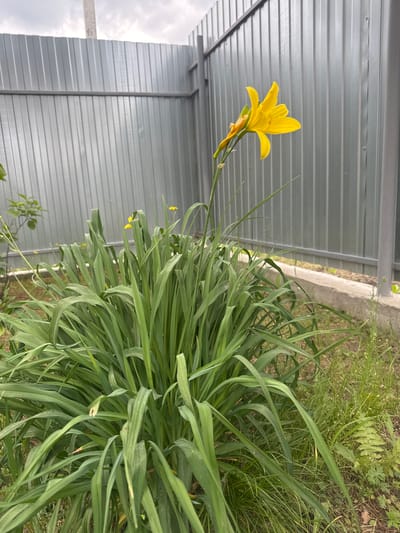 In Khomutovo, Russia, a single yellow daylily stands tall in front of a corrugated metal fence. The flower, a vibrant yellow, is positioned to the right of a lush clump of green grass. The fence, constructed of vertical silver metal panels, forms a backdrop to the scene, enclosing what appears to be a yard or garden area. The ground is covered in patchy grass and weeds, with a concrete border visible along the base of the fence. The sky above is overcast with clouds. The image captures a moment of natural beauty within an urban or suburban setting, with the man-made fence contrasting with the organic growth of the flower and grass.