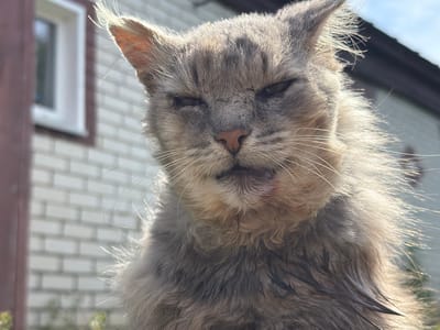 A close-up, low-angle outdoor shot features a gray tabby cat with its eyes narrowed, looking towards the camera. The cat's fur appears somewhat matted and wet, particularly around its neck, and there are visible hairs sticking out from its face. A small red mark is present on its lower lip or chin. The background shows a brick building with a white-framed window on the left and a dark-sloped roofline on the right, under a bright sky. The overall impression is one of a slightly disheveled but alert feline in a residential outdoor setting, possibly within the city of Petryaksy, Russia.